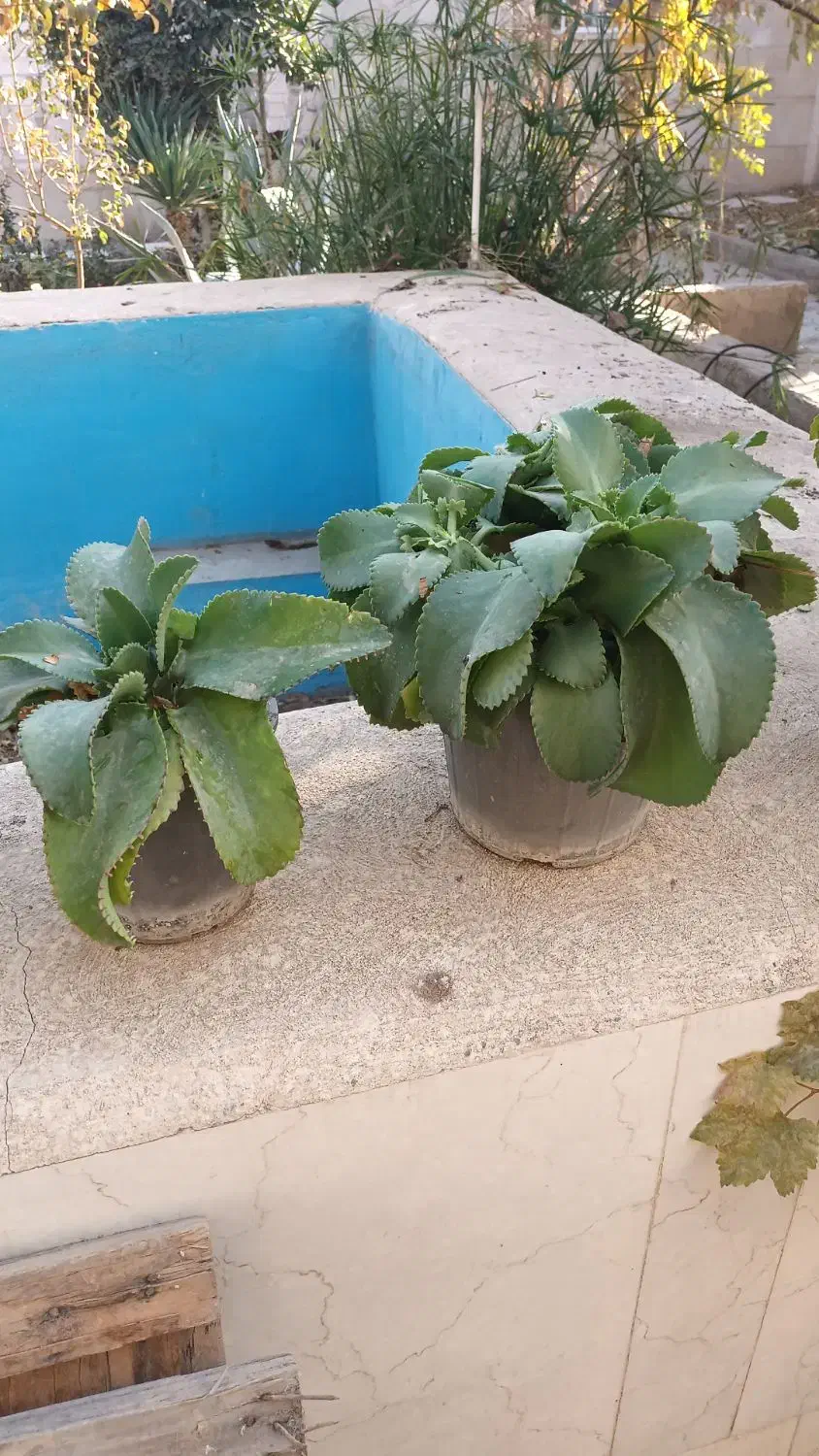 انواع گلهای طبیعی|گل و گیاه طبیعی|ورامین, ورامین|دیوار