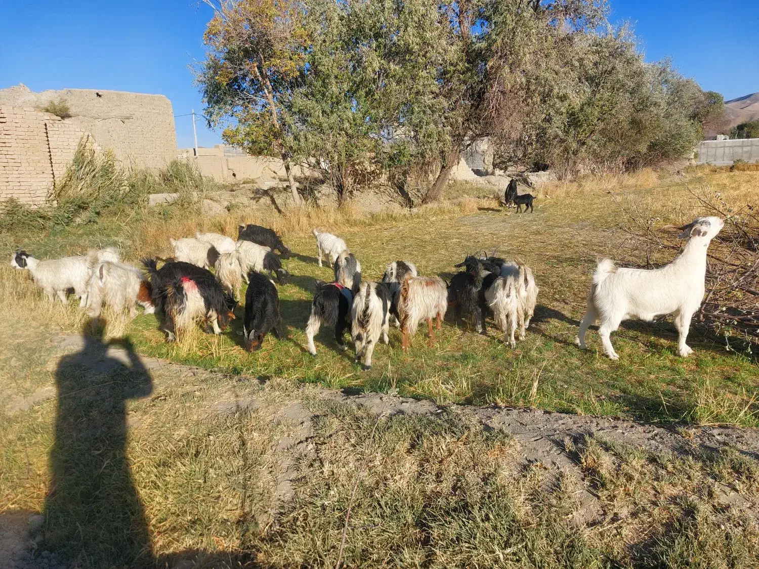 ۳۰راس بزغاله|حیوانات مزرعه|خمین, |دیوار