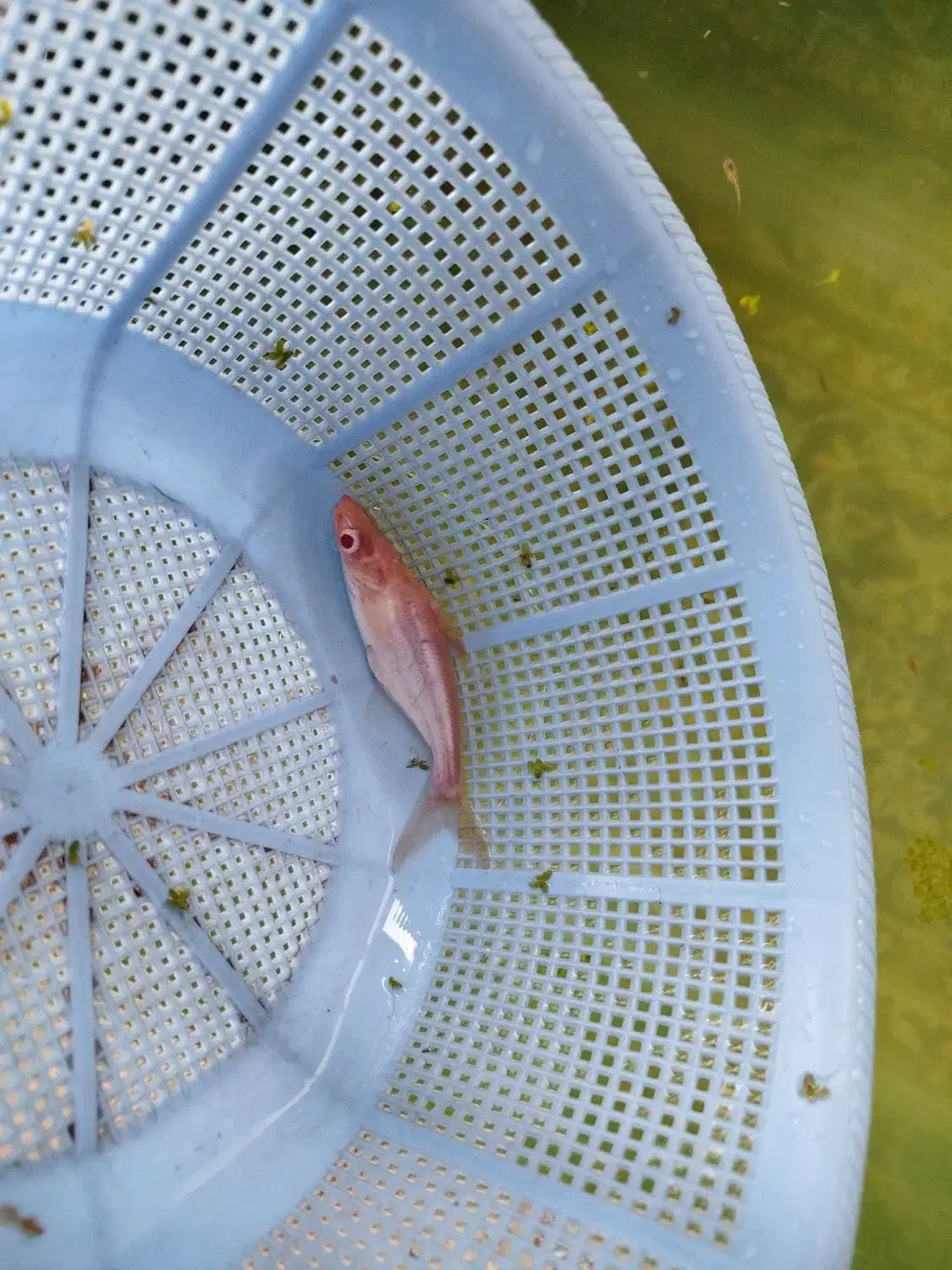 پنگوسی البینو|ماهی|بندر انزلی, پیل علی باغ|دیوار