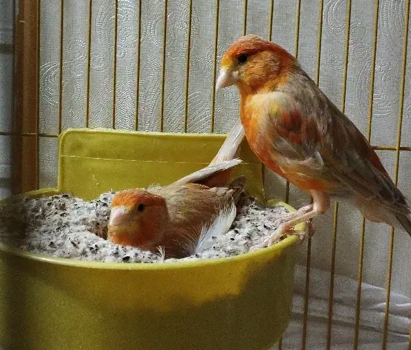 پرنده قفسی|پرنده|تهران, ترمینال جنوب|دیوار