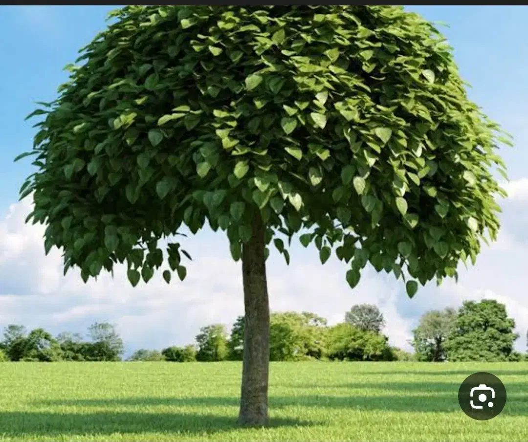ارس کردن درخت پابیل باغچه وغیره انجام میدم|خدمات باغبانی و درختکاری|آزادشهر, |دیوار