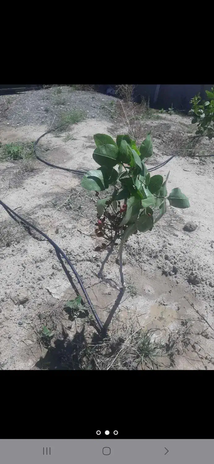 باغ به متراژ۷۵۰متر|فروش زمین و ملک کلنگی|شبستر, |دیوار