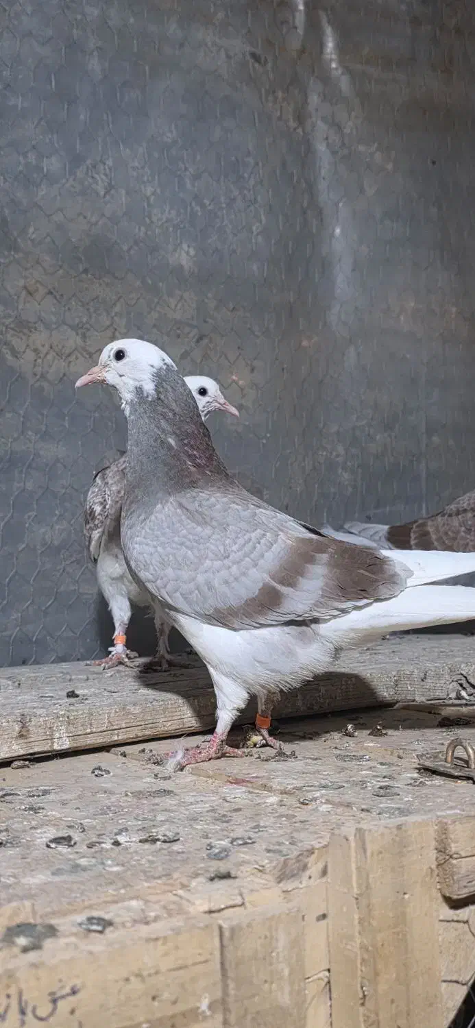 جوجه کبوتر|پرنده|تفرش, |دیوار