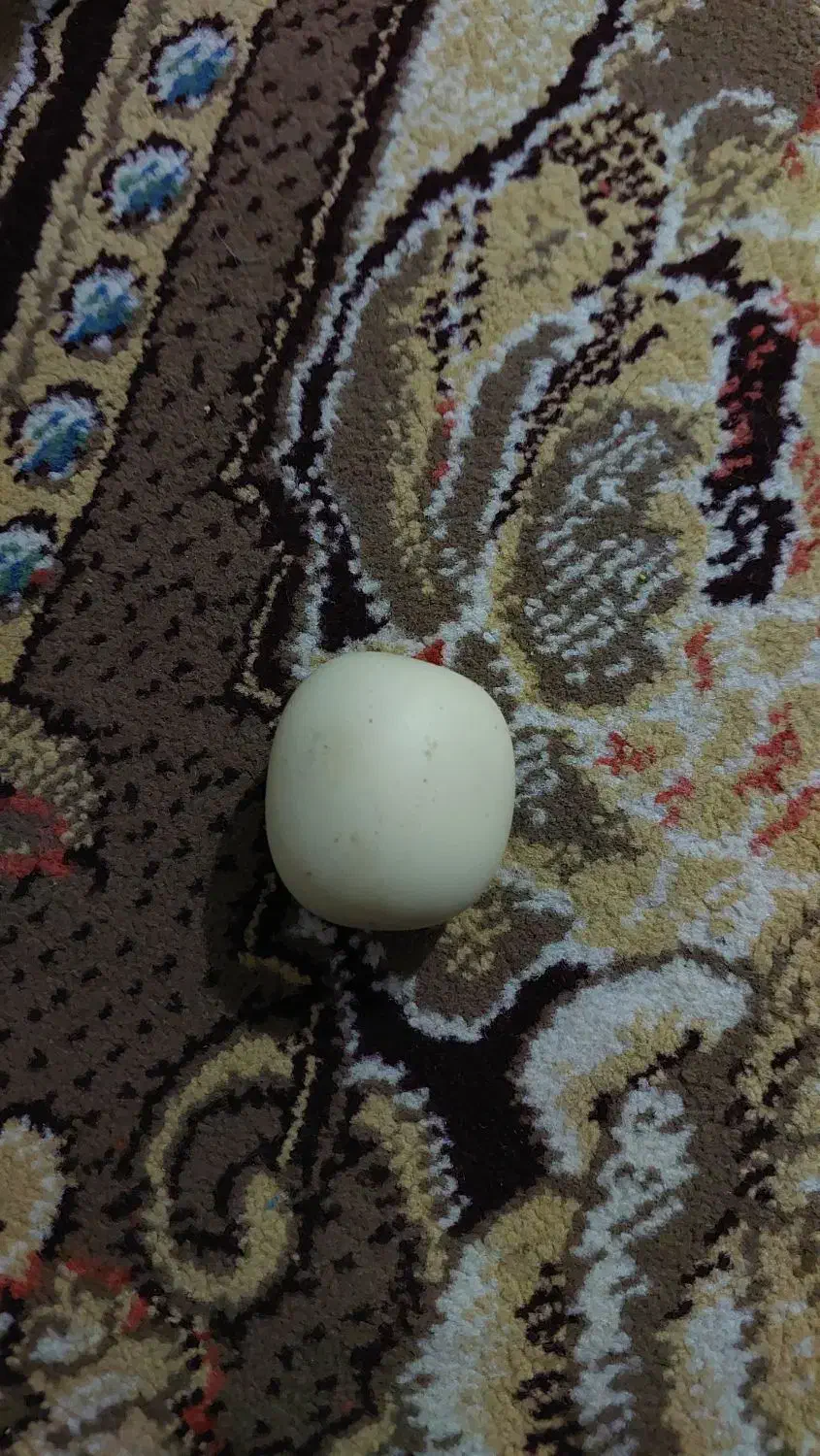 سنگ آسیاب|جواهرات|کازرون, |دیوار