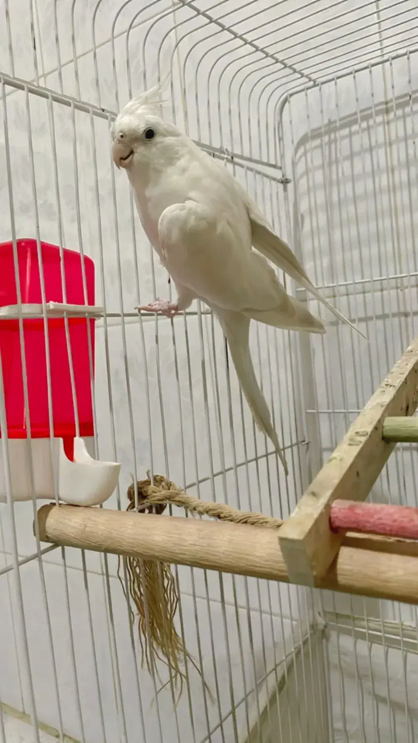 عروس هلندی آلبینو|پرنده|شیراز, شهرک رضوان|دیوار