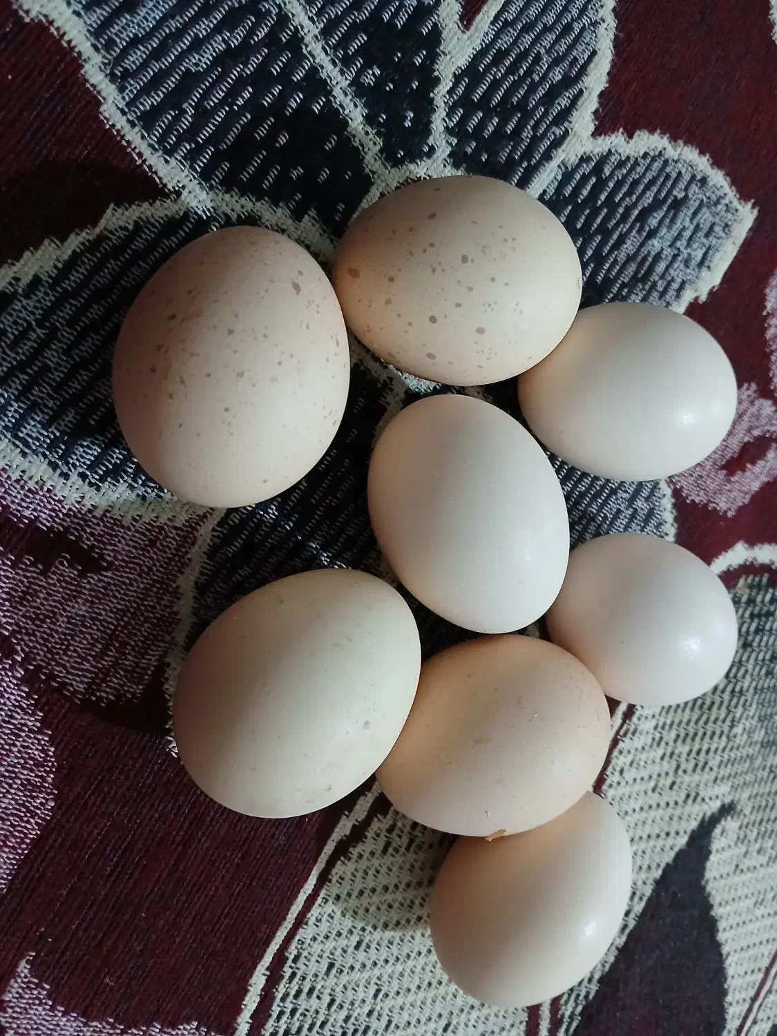 فروش تخممرغ لاری|حیوانات مزرعه|باغ ملک, |دیوار