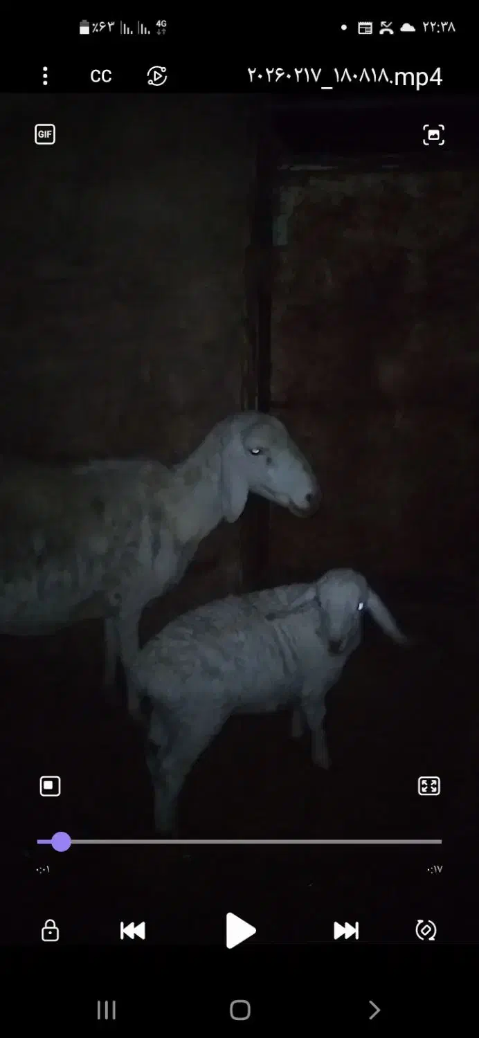 میش|حیوانات مزرعه|زیرکوه, |دیوار