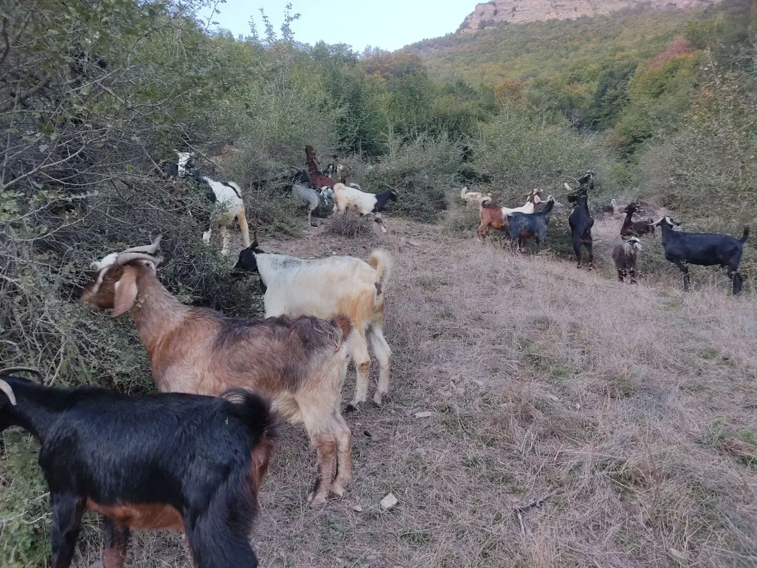 بزفروشی|حیوانات مزرعه|مینودشت, |دیوار