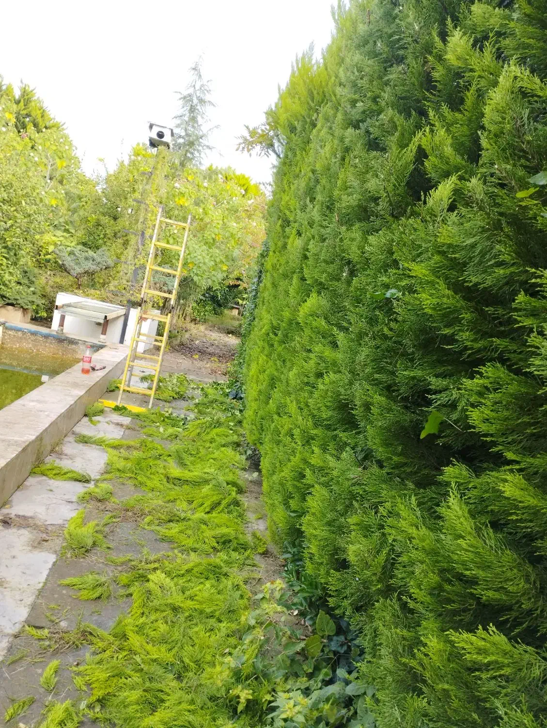 علف زنی،هرس،سمپاشی،طراحی وکاشت|خدمات باغبانی و درختکاری|آستانه اشرفیه, |دیوار