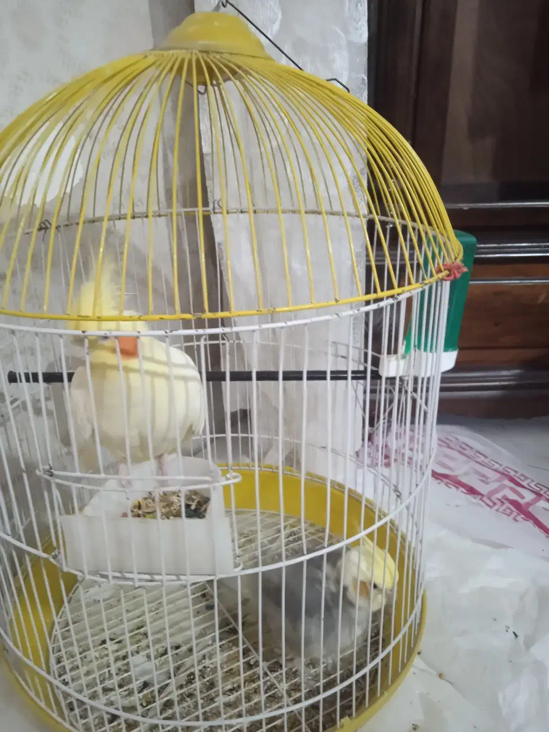 دو عدد عروس هلندی|پرنده|فردیس, شهرک ناز|دیوار