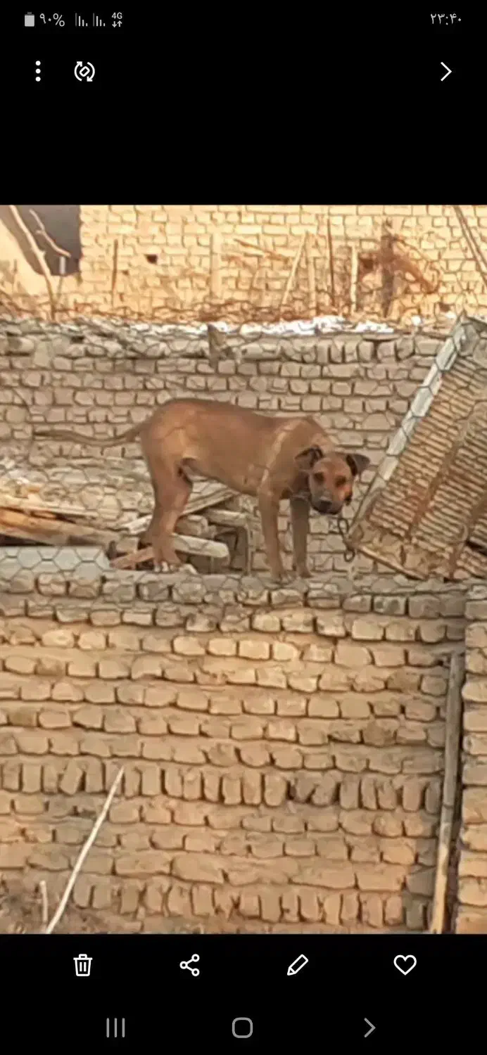 فروش ی جفت سگ.|سگ|گرمسار, |دیوار