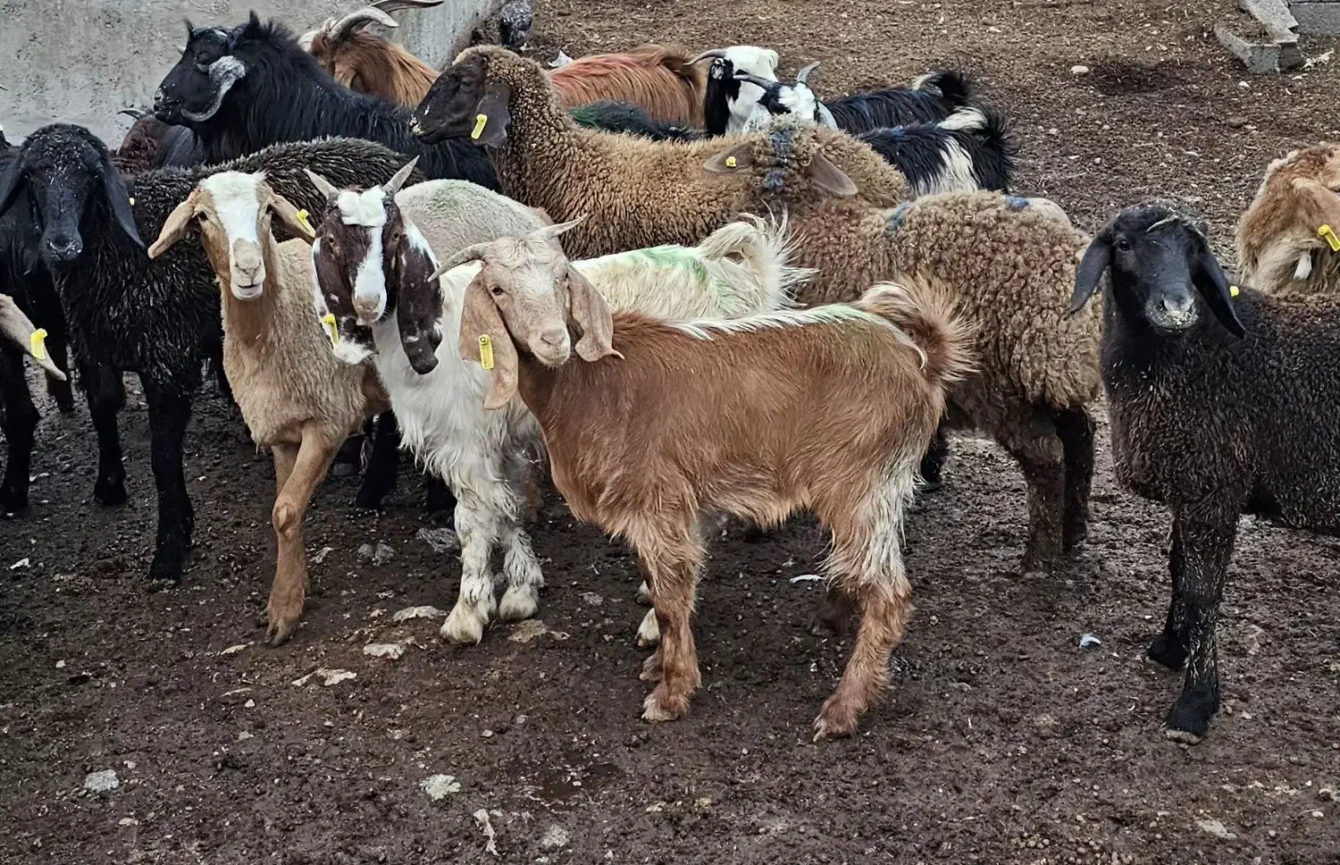 سلاخ گوسفند|حیوانات مزرعه|نور, |دیوار