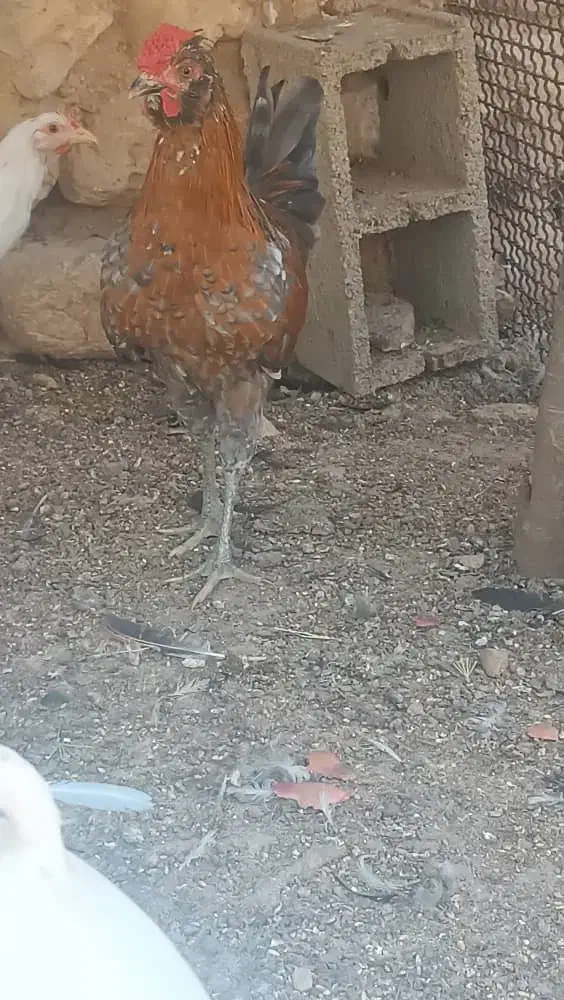 جوجه گلین و جوجه خروس و خروس محلی|حیوانات مزرعه|شیراز, انجیر|دیوار