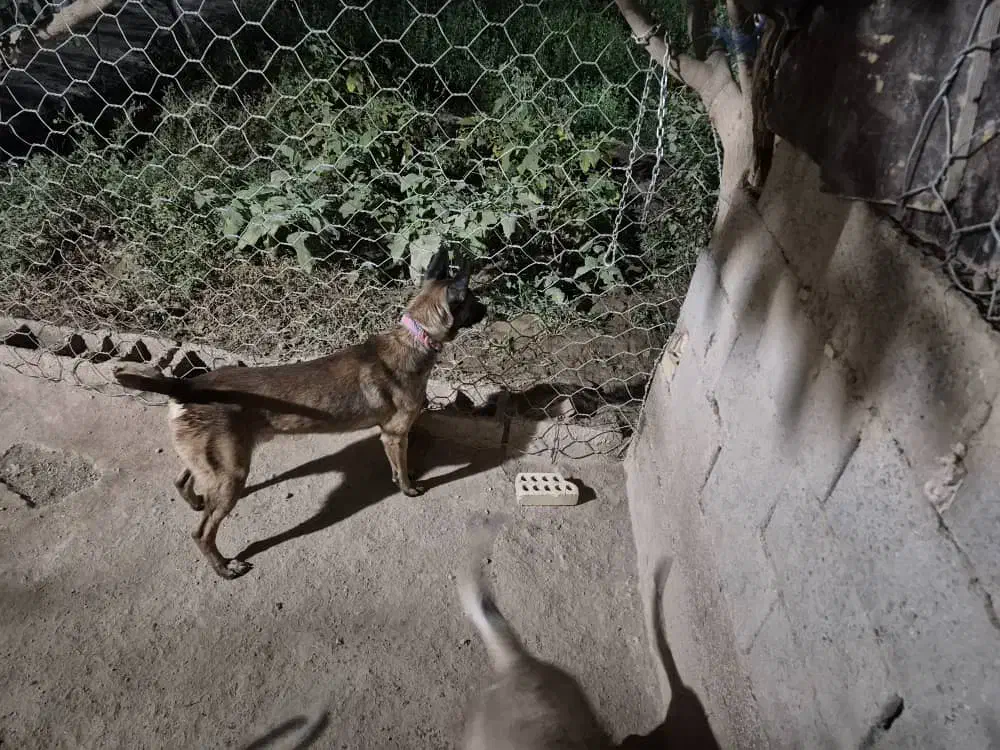 مالینویز فروشی|سگ|خواف, |دیوار