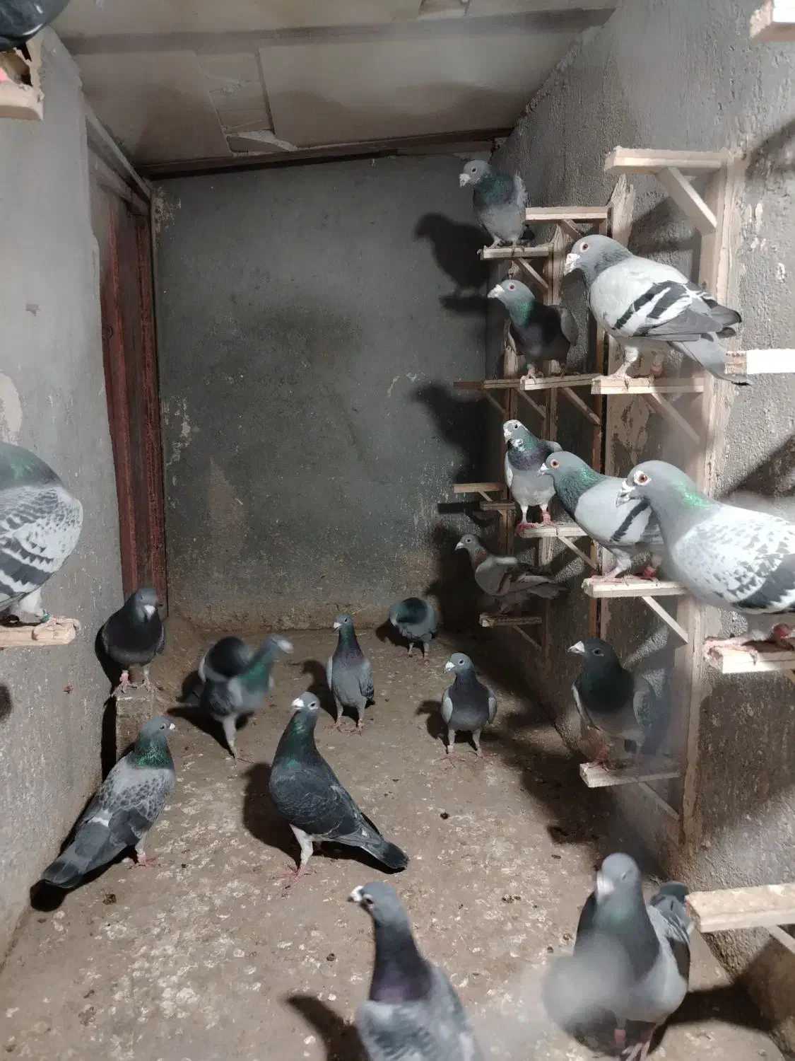 20 حیون زد و خوردی سبز و پولک|پرنده|مشهد, گلشور|دیوار