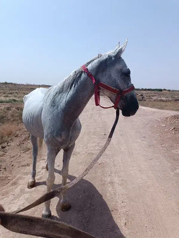 اسب مادیان یکسر خارجی|اسب و تجهیزات اسب‌سواری|میبد, |دیوار