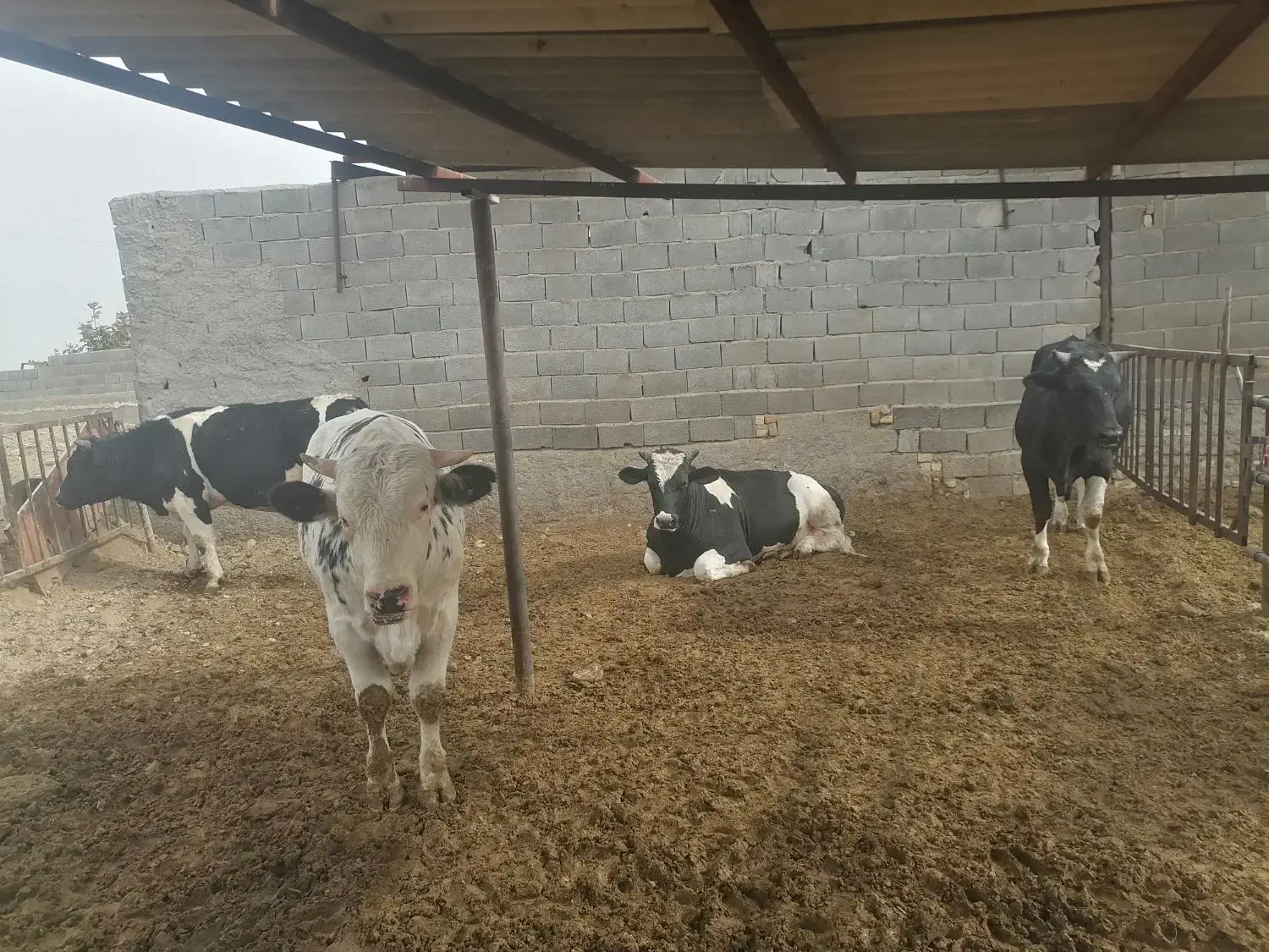 فروش گوساله نر چاق|حیوانات مزرعه|خرامه, |دیوار