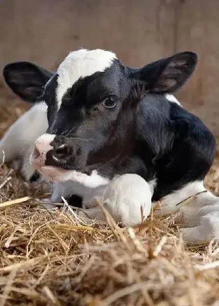 دامداری|فروش دفتر صنعتی، کشاورزی، تجاری|لنجان, |دیوار