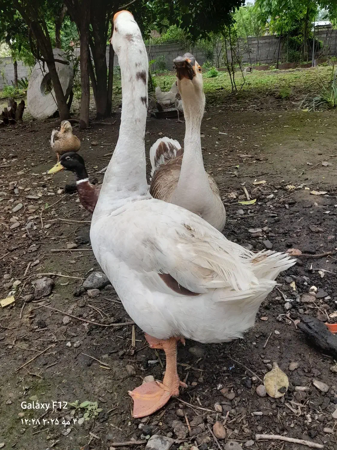 ۵عددقاز|حیوانات مزرعه|احمدسرگوراب, |دیوار