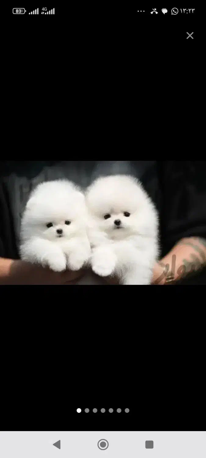 سگ پامر خرسی دوسر /سایز صفر پامر|سگ|مشهد, اقبال|دیوار