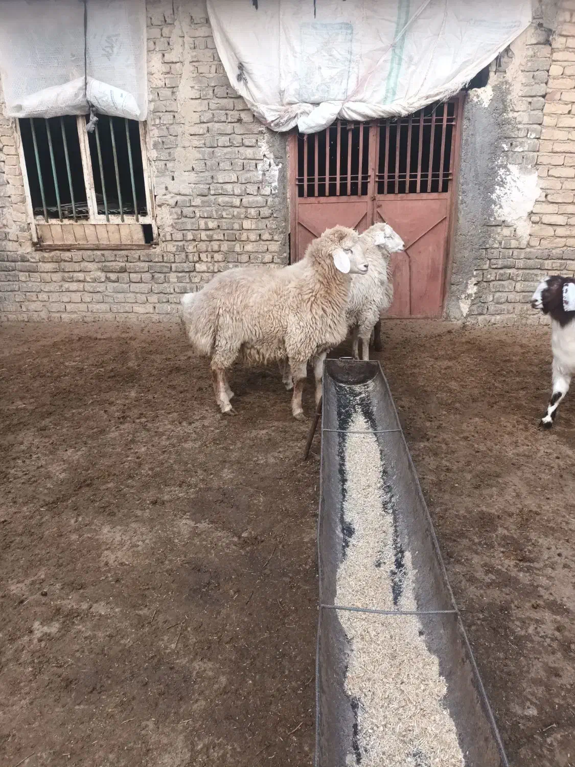 بره قوچ|حیوانات مزرعه|شیروان (خراسان), |دیوار