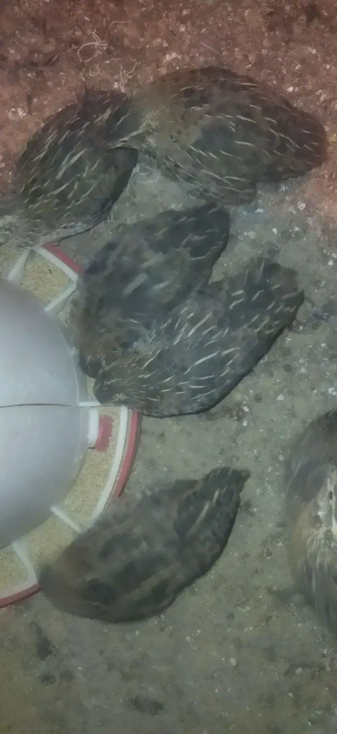 تخم بلدرچین نطفه دار جوجه بلدرچین و بلدرچین|حیوانات مزرعه|زاهدان, |دیوار