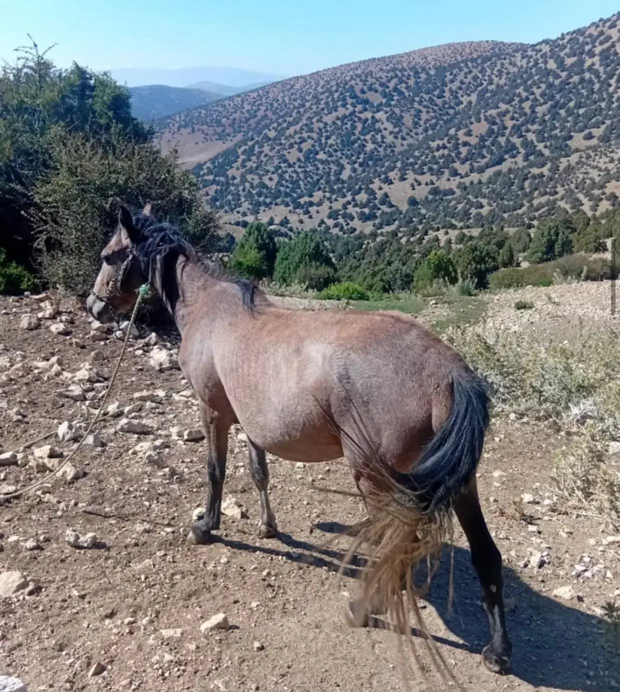 مادیان ۳سال|اسب و تجهیزات اسب‌سواری|مهدی شهر, |دیوار