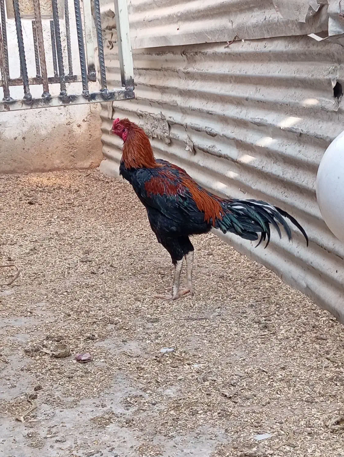 تخم لاری|حیوانات مزرعه|پاکدشت, پاکدشت (مامازند)|دیوار