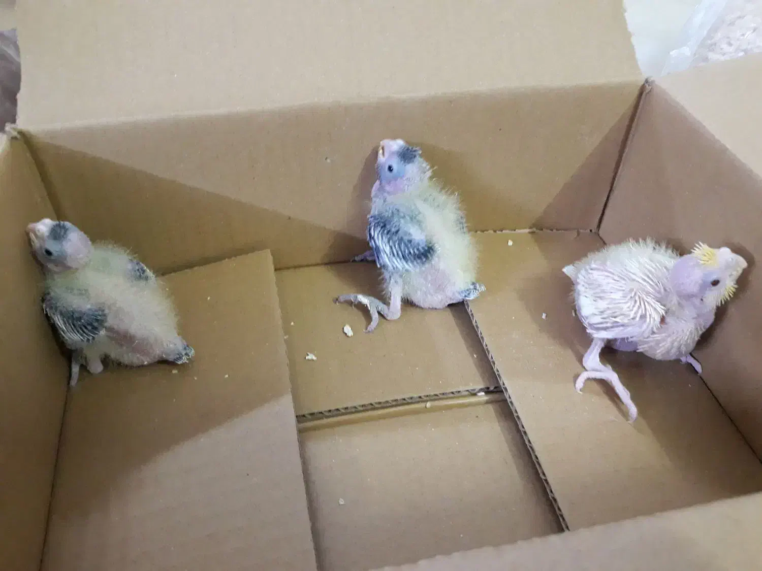 عروس هلندی|پرنده|تهران, مسعودیه|دیوار