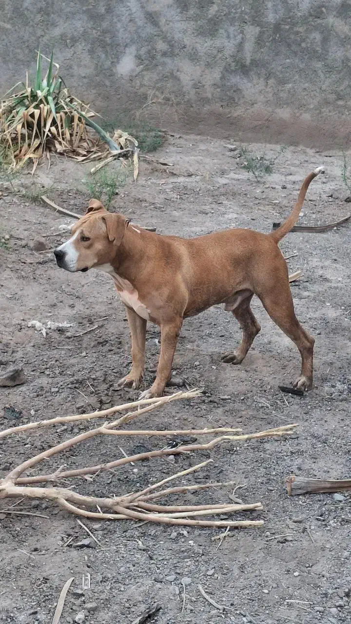 پیت بول|سگ|بم, |دیوار