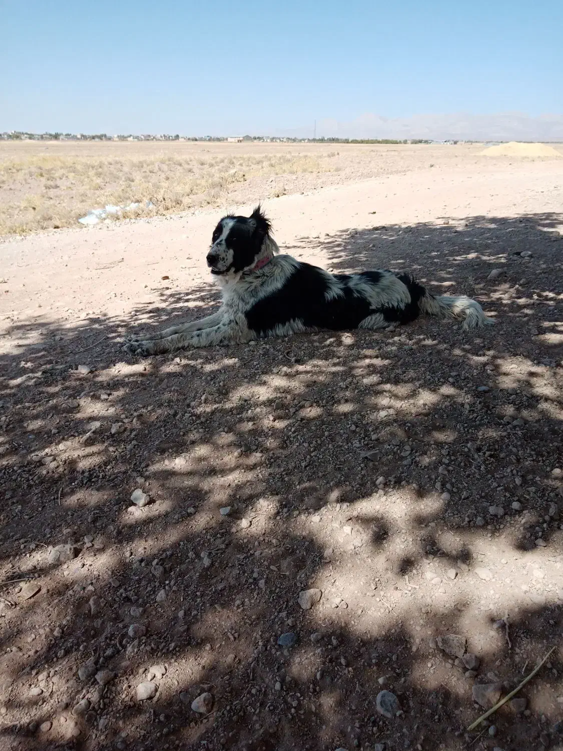 واگذار سگ قدرجونی ماده|سگ|سرچهان, |دیوار