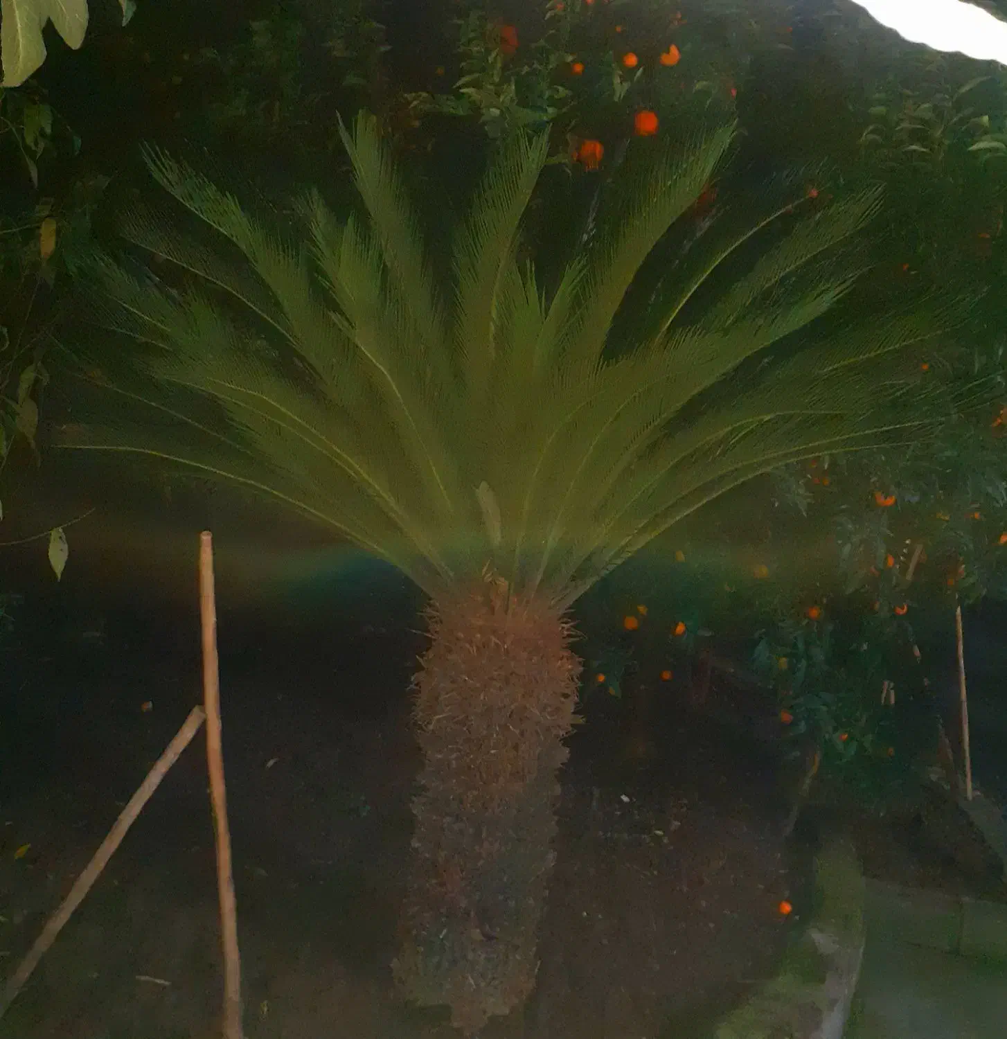 نخل بیست ساله سیکاس|گل و گیاه طبیعی|بهنمیر, |دیوار