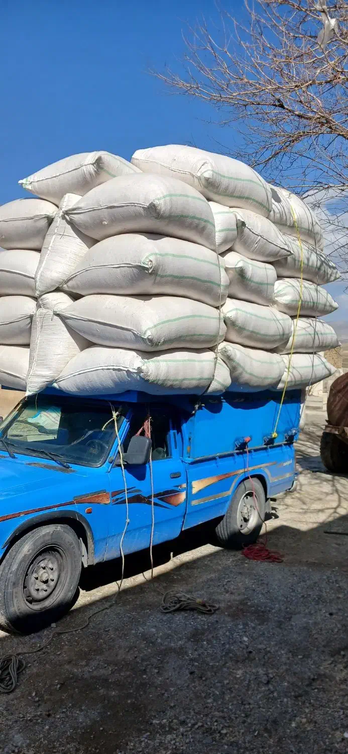 کاه کمباین|لوازم جانبی حیوانات|دورود, |دیوار