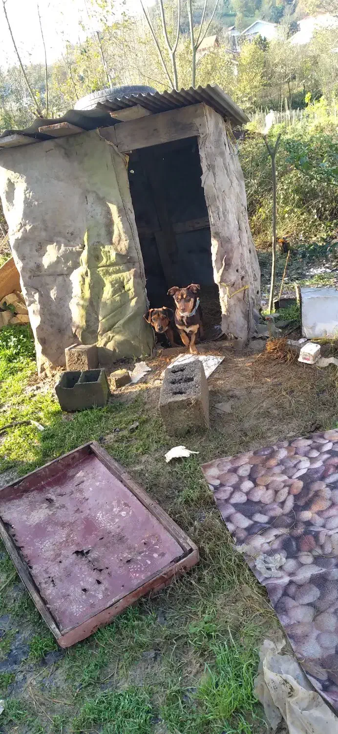 واگذاری|سگ|لاهیجان, شهرک سلمان فارسی|دیوار