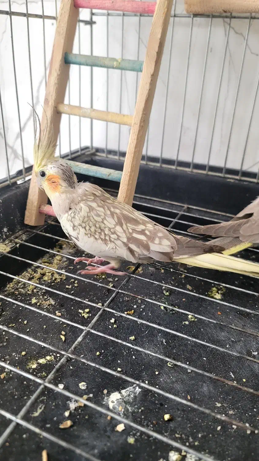 عروس هلندی|پرنده|سرپل ذهاب, |دیوار