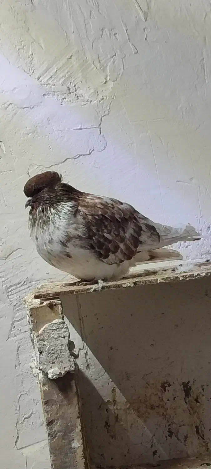 کبوتر سر کله دار|حیوانات|گرگان, |دیوار