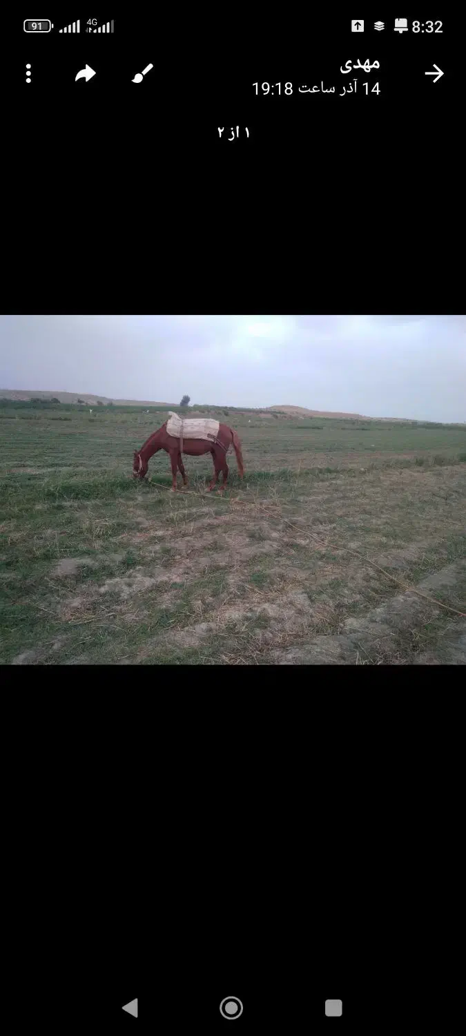 کره اسب|اسب و تجهیزات اسب‌سواری|مانه, |دیوار