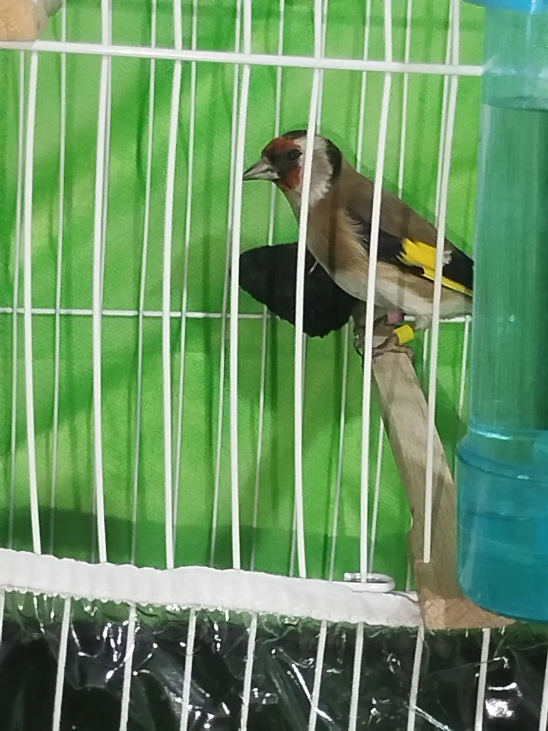 قناری سهره فنچ|پرنده|مشهد, کارگران|دیوار