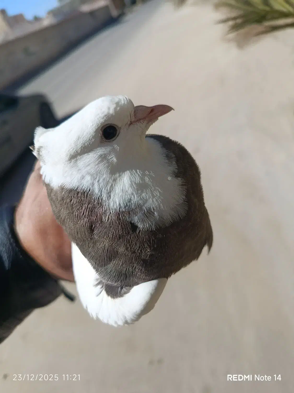 کفتر|پرنده|زاهدان, |دیوار