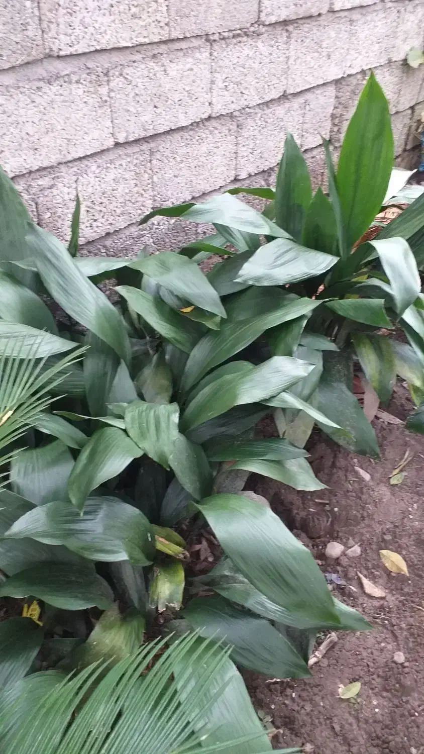 فروش برگ هاوایی و برگ سیکاس مخصوص گل فروش ها|گل و گیاه طبیعی|رامسر, |دیوار