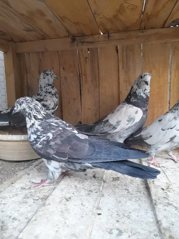 ۷عدد گرفتنی پرشی|پرنده|قم, شهرک مهدیه (مدرس)|دیوار