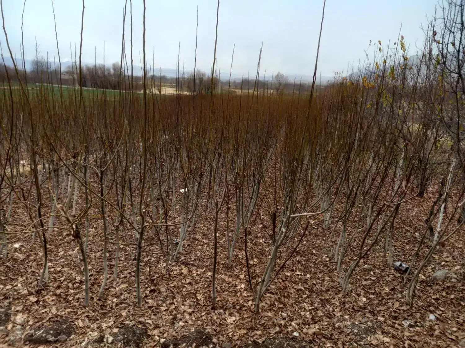 نهال گردو|گل و گیاه طبیعی|الشتر, |دیوار