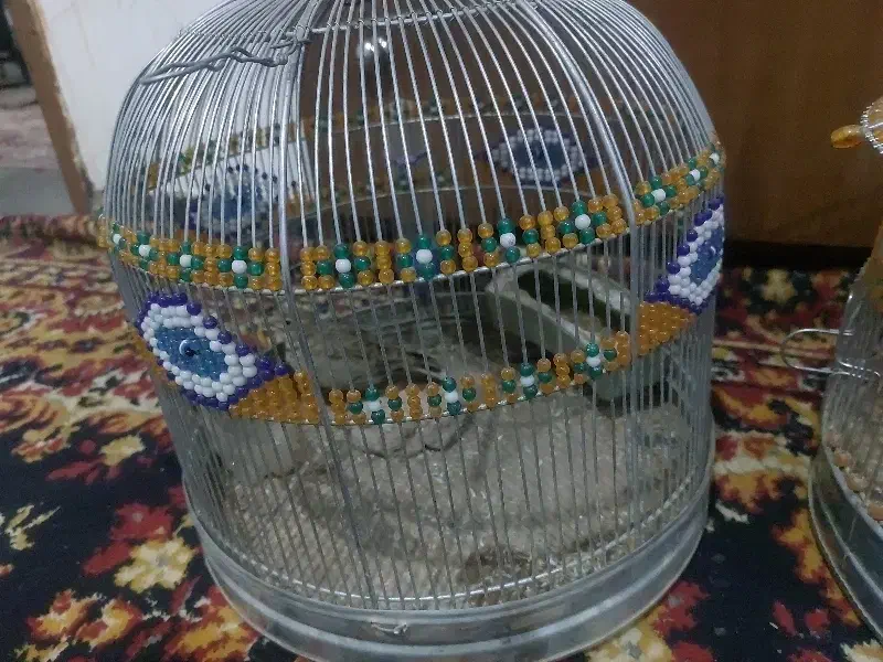 پرنده دو عدد به خون|پرنده|ماهان, |دیوار