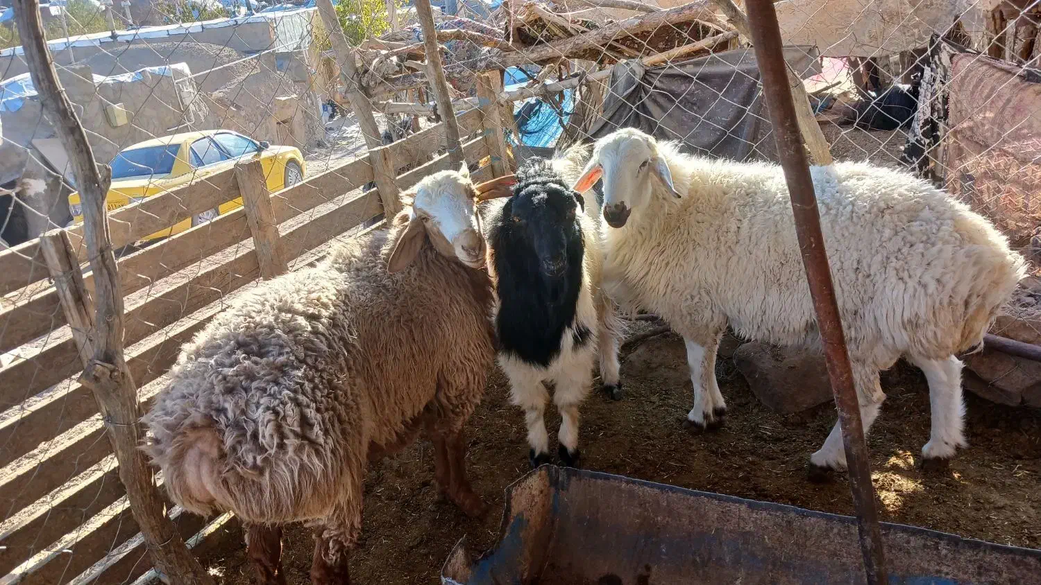 بره بزغاله گوسفند|حیوانات مزرعه|بیرجند, |دیوار