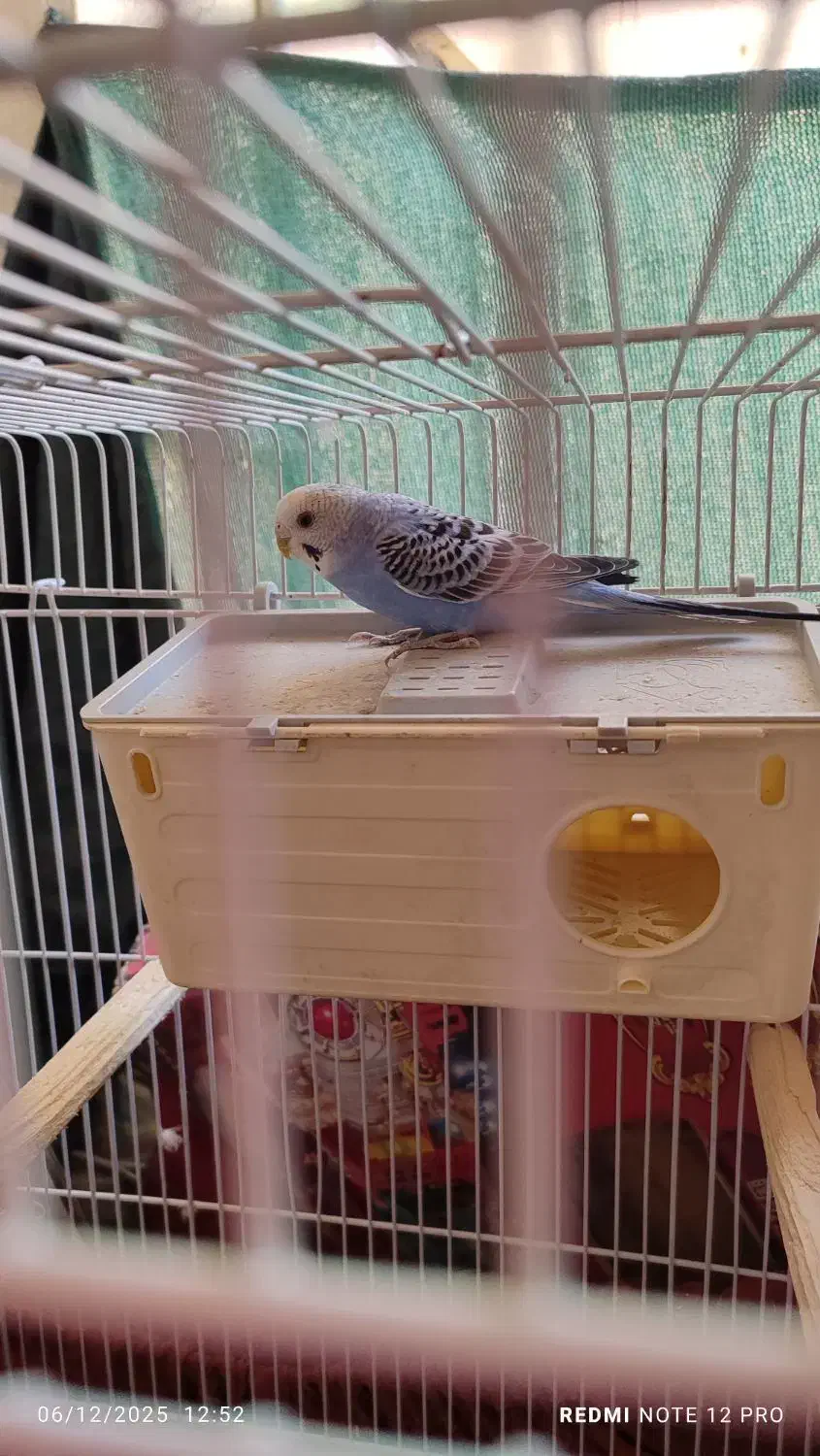 دو عدد مرغ عشق سر حال|پرنده|فردیس, فرامرزیه|دیوار