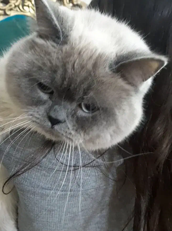 همالین نر|گربه|مشهد, میعاد (شهرک غرب)|دیوار