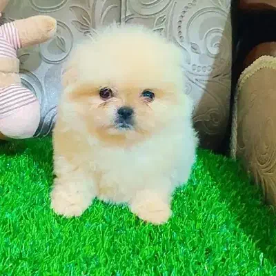 پامرین ماده دوماهه|سگ|تهران, صادقیه|دیوار