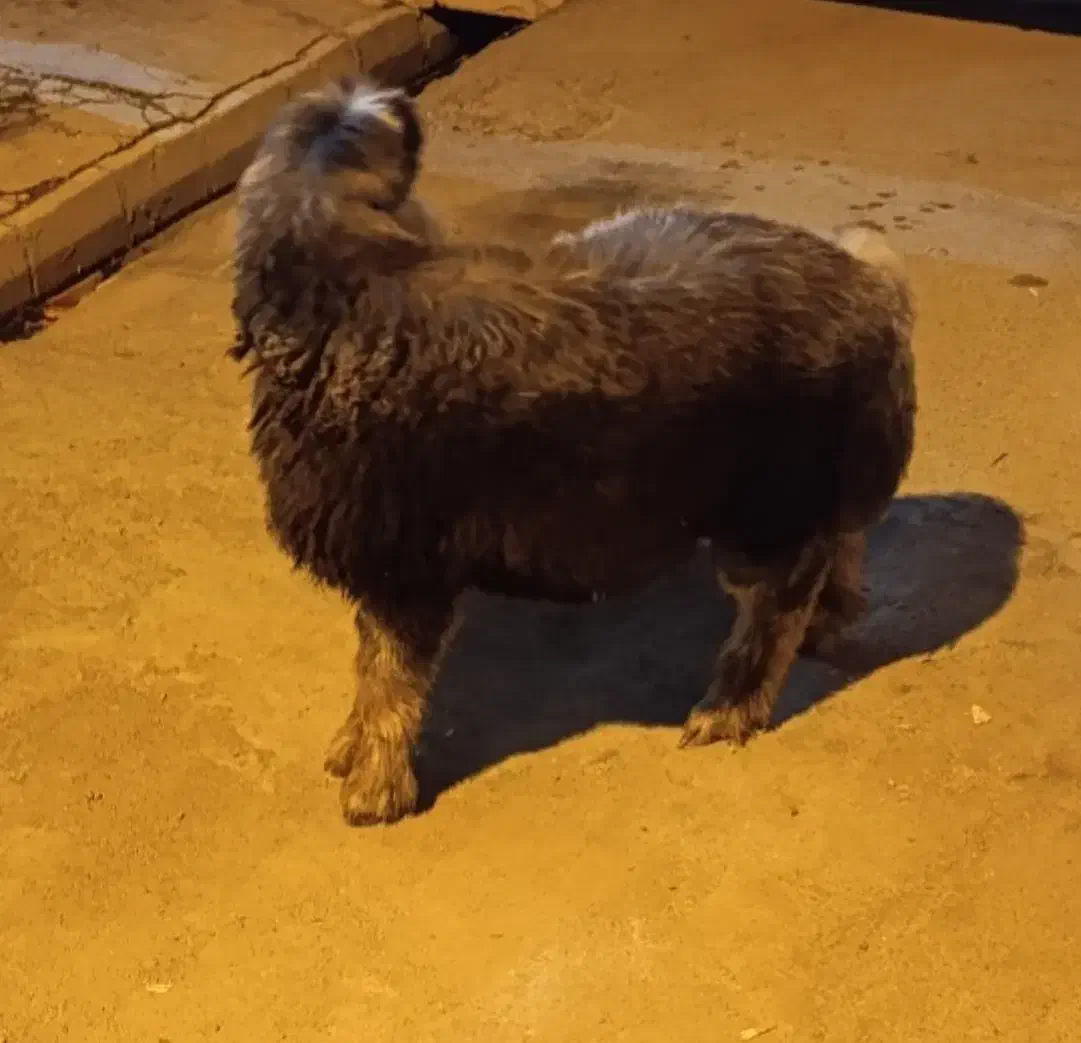 بره نر تخمی قد بلند کشیده|حیوانات مزرعه|بهبهان, |دیوار