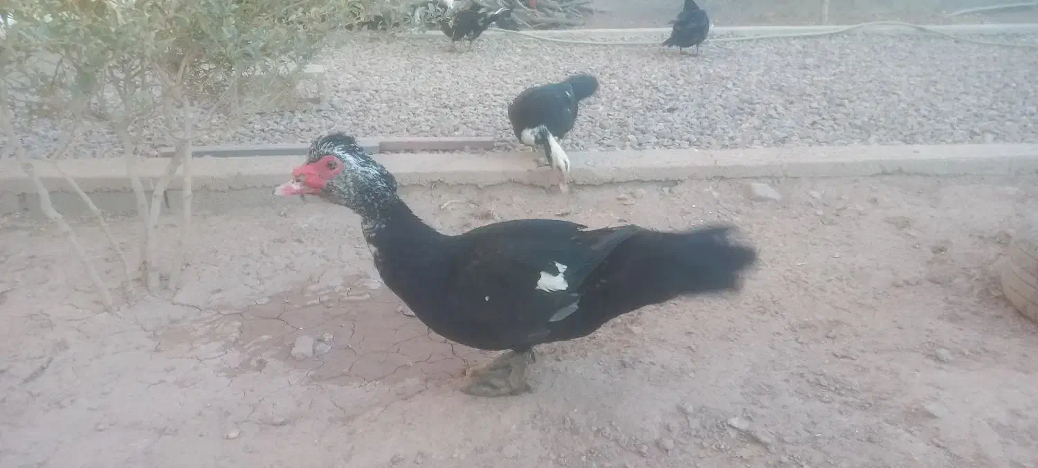 اردک اسراییلی مولد تخم گذار و نیمچه ۴ ماهه|حیوانات مزرعه|قزوین, |دیوار