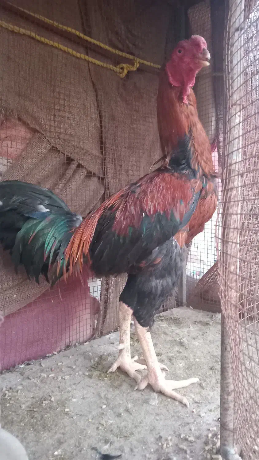 خروس|حیوانات مزرعه|بندرعباس, |دیوار